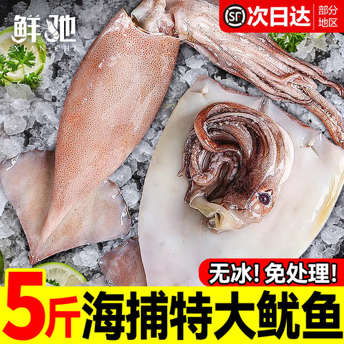 超大大鱿鱼速冻火锅烧烤