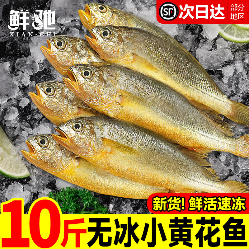小黄花鱼新鲜冷冻5斤烧烤大黄鱼青岛生鲜活海鱼海鲜整箱商用批发