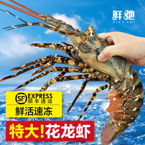 特大花龙虾小青龙新鲜龙虾澳洲