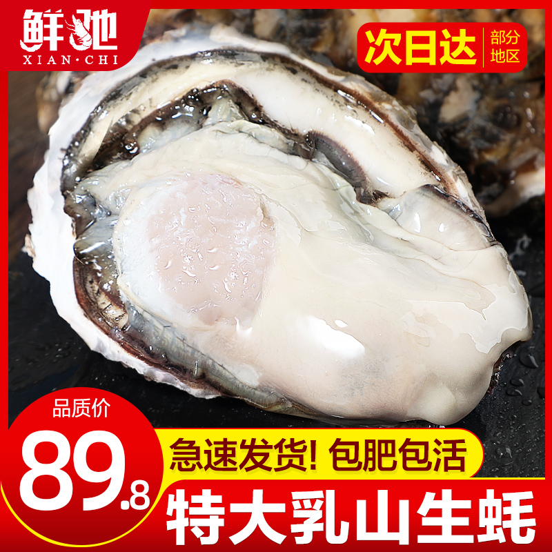 乳山生蚝鲜活海蛎子特大3XL净重