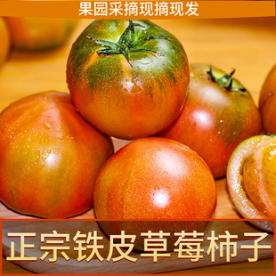 正宗丹东草莓西红柿铁皮柿子新鲜盘锦碱地自然熟番茄水果顺丰包邮