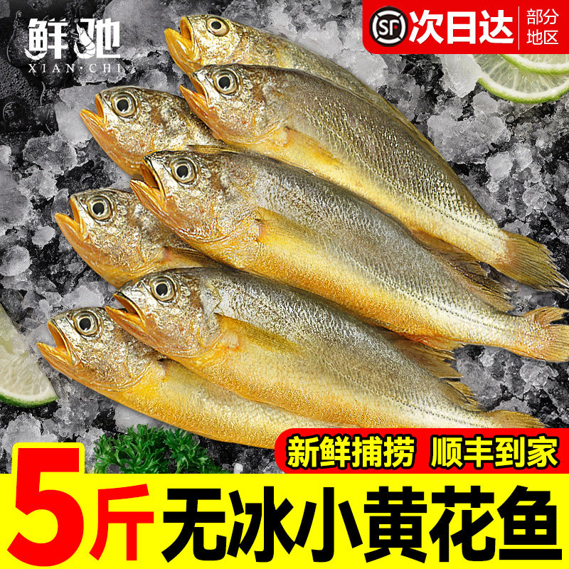 小黄花鱼新鲜冷冻5斤烧烤大黄鱼青岛生鲜活海鱼海鲜整箱商用批发