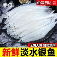 特大號(hào)新鮮銀魚淡水小銀魚鮮活
