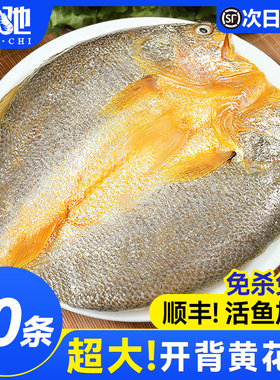 黄鱼鲞开背新鲜黄花鱼