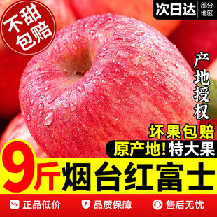 正宗山东烟台红富士平安果一级新鲜苹果水果栖霞当季整箱脆甜10斤