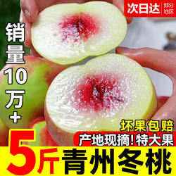 正宗冬桃青州蜜桃新鲜水果山东桃子脆桃当季整箱鲜果金秋脆甜现摘