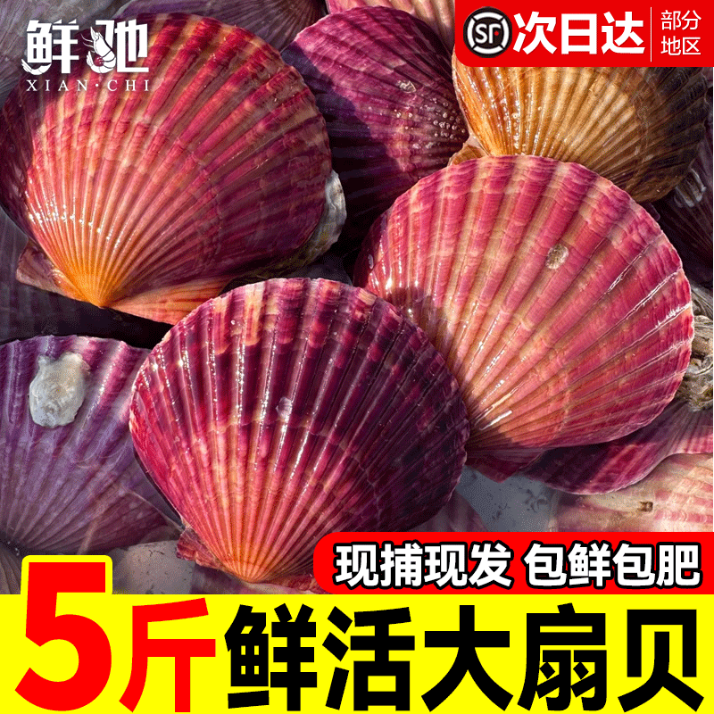 鲜活扇贝小红贝新鲜港湾贝大个肥美带壳贝类烧烤海鲜水产顺丰发货