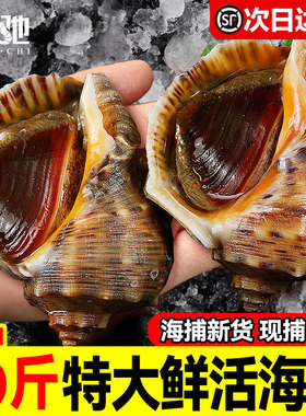 海螺鲜活特大深海响螺海螺肉新鲜海鲜现发海螺片5斤顺丰包邮商用