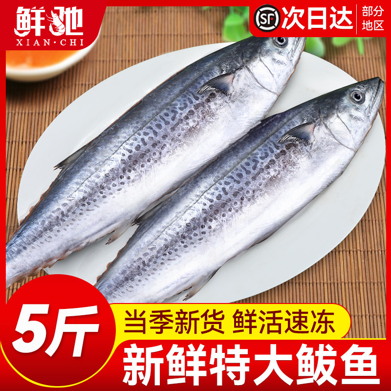 大鲅鱼新鲜活鲐鲅鱼马鲛鱼大整条冷冻青花鱼马友鱼海鲜马交鱼批发