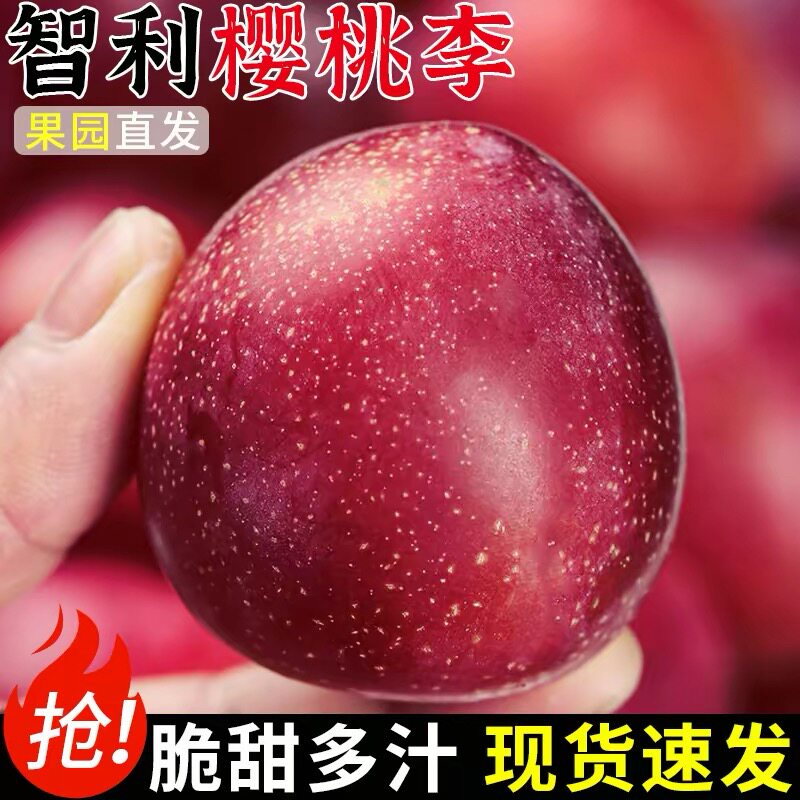 智利樱桃李5斤新鲜珠宝李应当季水果进口李子西梅恐龙蛋大果整箱3