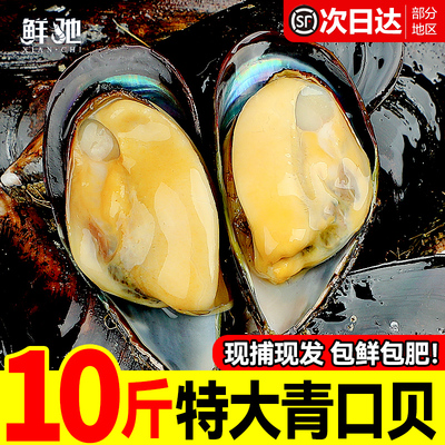 鲜活特大青口贝新鲜海虹贝类海鲜