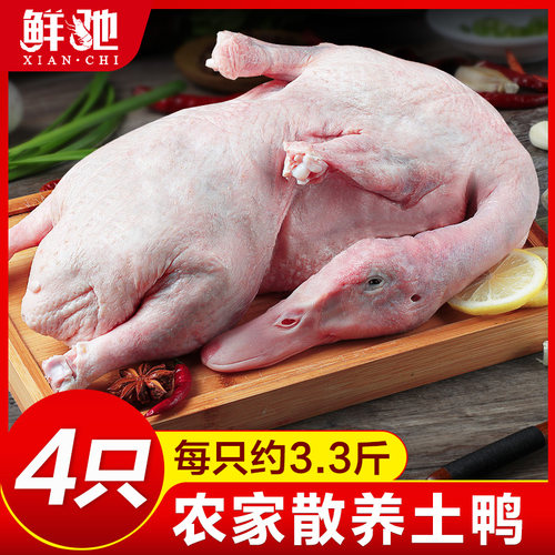 整只生鲜食材散养土鸭新鲜鸭肉