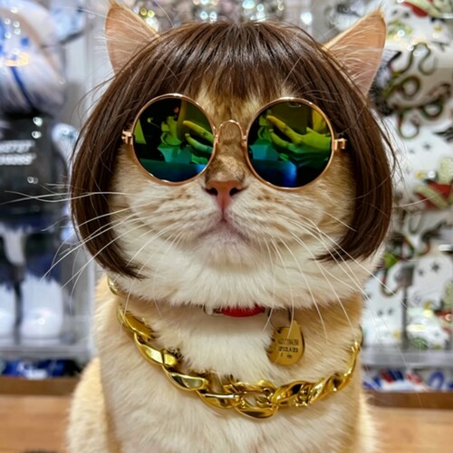 猫狗通用搞怪假发套超高回头率