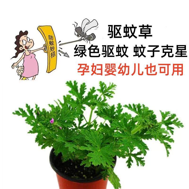 驱蚊草盆栽植物花卉室内外庭院防蚊虫驱蚊香草苗四季好养桌摆绿植