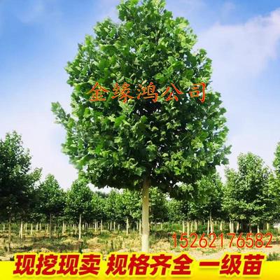 法国梧桐树庭院行道树
