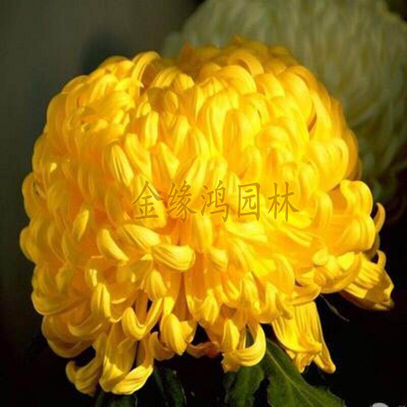 菊花盆栽四季荷兰菊开花卉庭院植物室内花卉绿植乒乓菊带花苞花苗