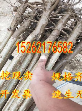 速生杨107白杨树苗3804无絮杨中华红叶杨杨树苗绿化植物防沙造林