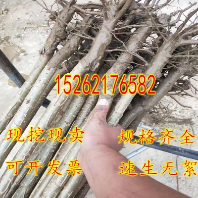 速生杨107白杨树苗3804无絮杨中华红叶杨杨树苗绿化植物防沙造林