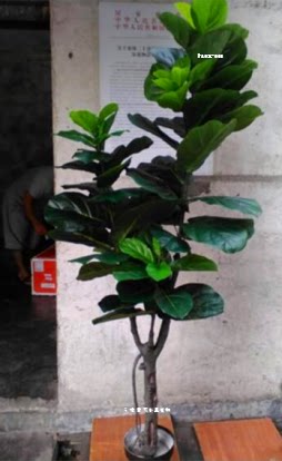 仿真葫芦桐假葫芦树葫芦叶室内外装饰盆景假树盆栽