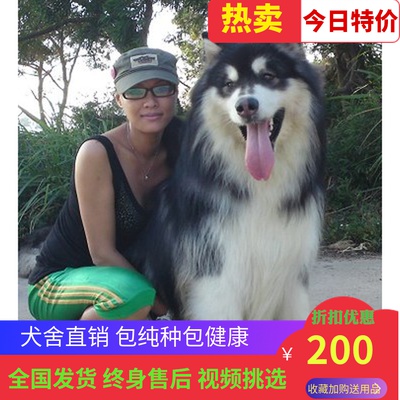 纯种家养巨型阿拉斯加雪橇犬幼犬活体灰桃阿拉斯加二哈士奇宠物狗