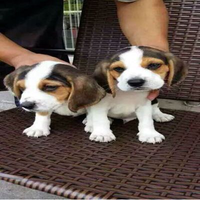 纯种比格犬幼犬米格鲁活体吉娃娃