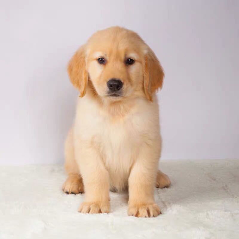 活体拉布拉多萨摩耶大型金毛犬