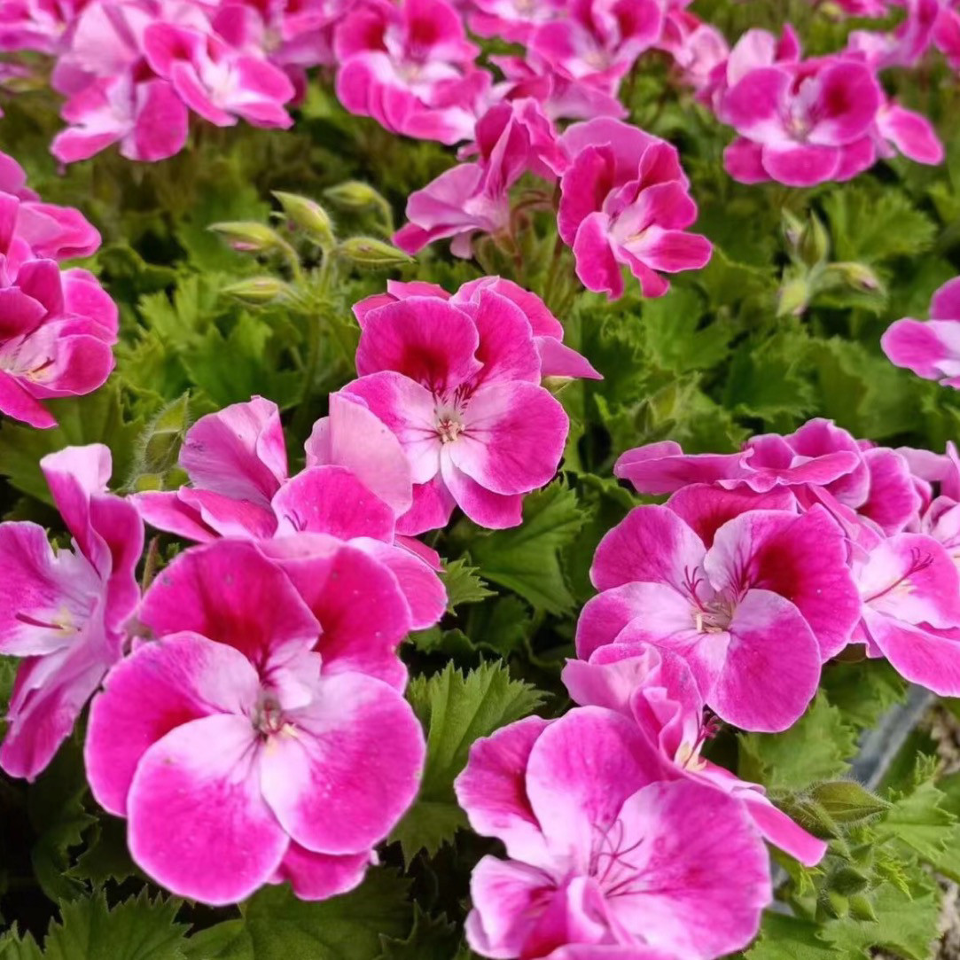 蝴蝶梅大花天竺葵糖果风车