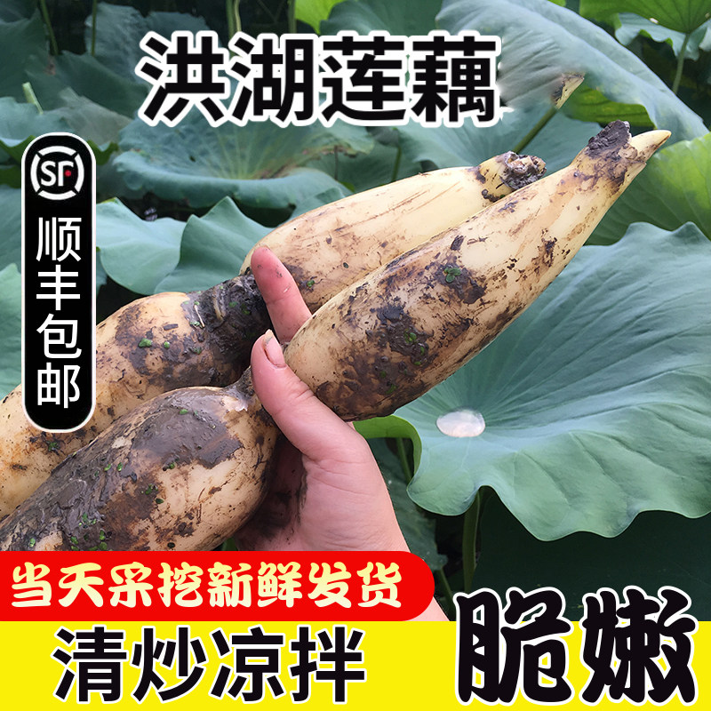 湖北洪湖新鲜嫩莲藕脆嫩清甜当日现挖水果特产新鲜凉拌脆藕藕心小