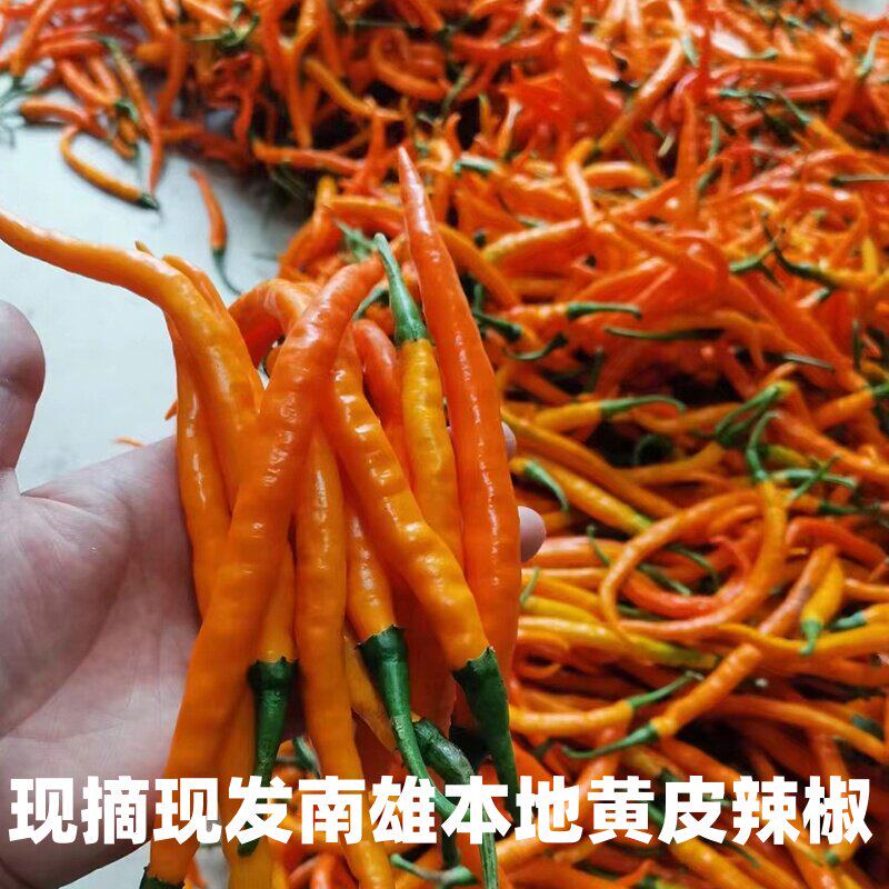 南雄本地黄皮辣椒现摘农家自种新鲜黄辣椒粤北韶关微辣黄贡椒2斤