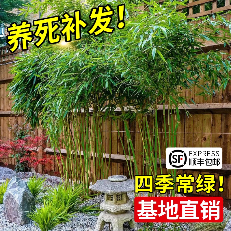 竹子苗庭院四季常青耐寒植