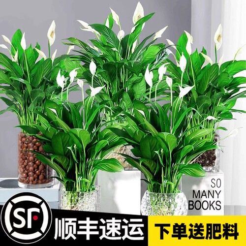 白掌盆栽一帆风顺水培植物