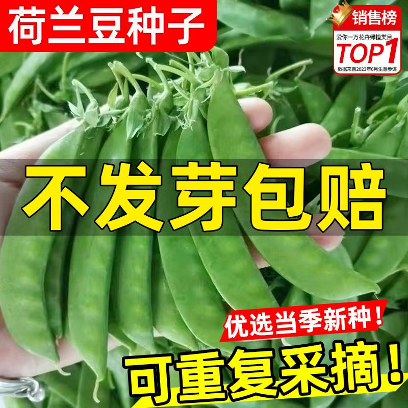 荷兰豆种籽种子何兰豆种孑高产四季豌豆苗豌豆荚种蚕豆菜籽尖蔬菜