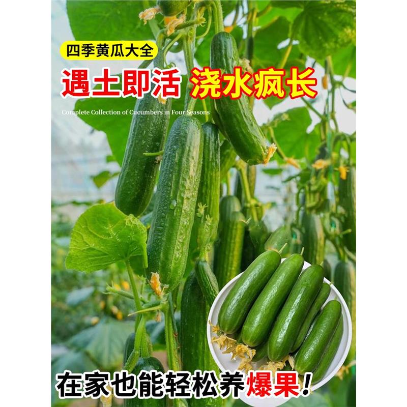 高产旱黄瓜种子苗籽青四季