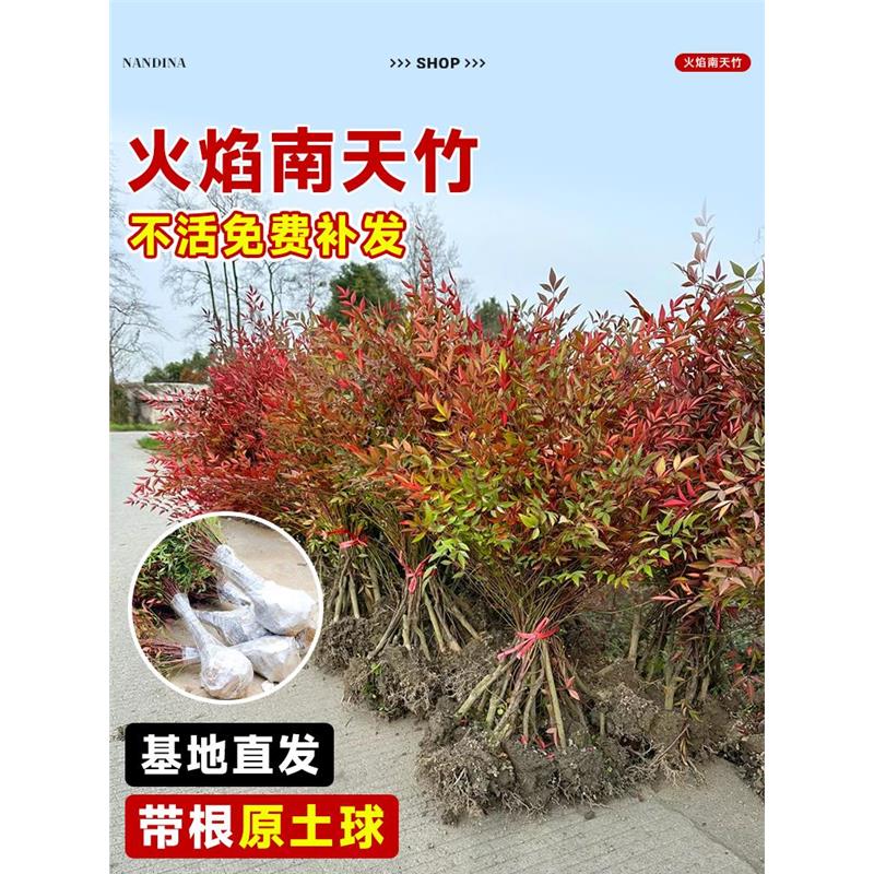 火焰南天竹盆栽树苗室内老