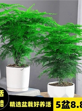 文竹盆栽盆景植物室内客厅花卉办公室桌面绿植好养四季常青大盆栽