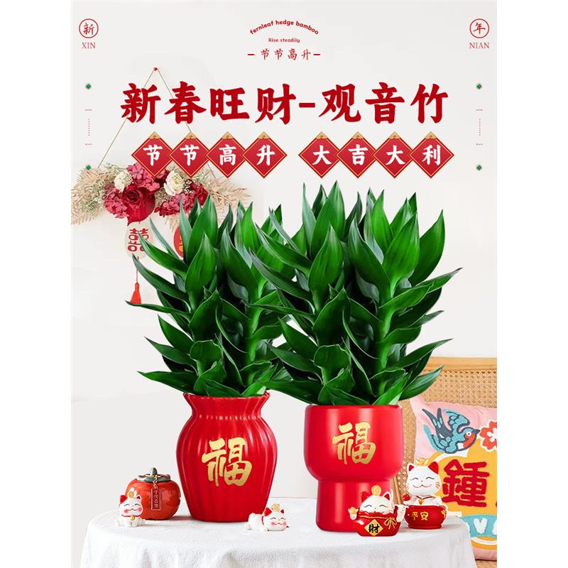 观音竹富贵竹水培植物带根绿植年宵花卉室内盆栽转运竹子水养好养