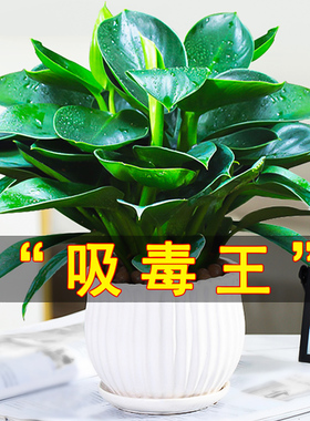 金钻盆栽植物绿公主水培办公室万年青绿植除甲醛多肉室内花卉易活