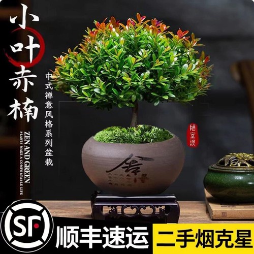 小叶赤楠老桩苗紫檀微景观