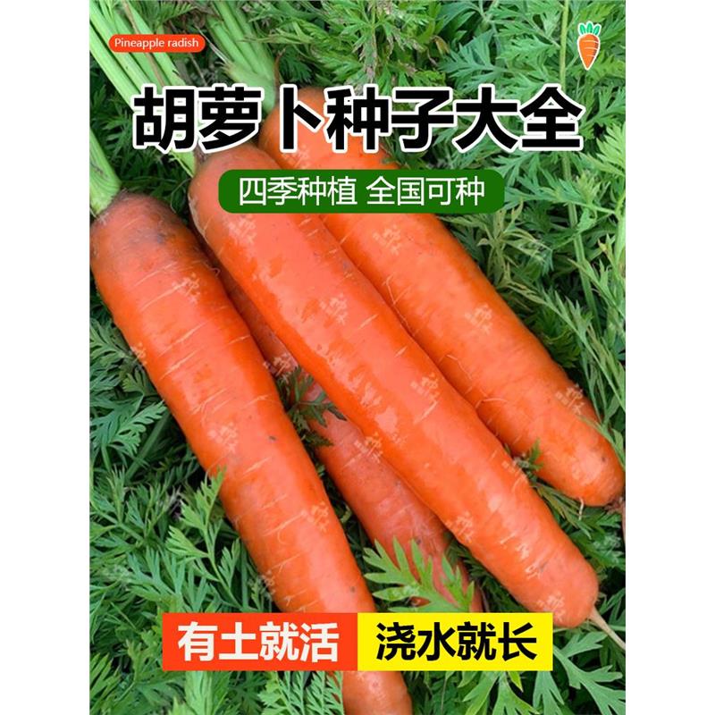 胡萝卜种子籽红罗水果四季