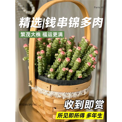 彩色钱串多肉大盆植物子头