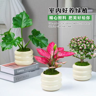 北欧风吊兰绿植物桌面吸甲