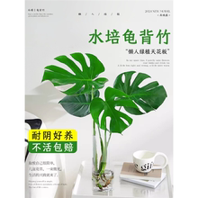 龟背竹水培植物盆栽老桩净化空气室内观叶仙洞春羽天堂鸟大叶绿植