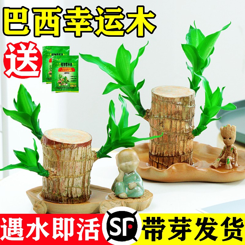巴西木幸运木开花水培植物室内水养绿植盆栽格鲁特小树人四季好养