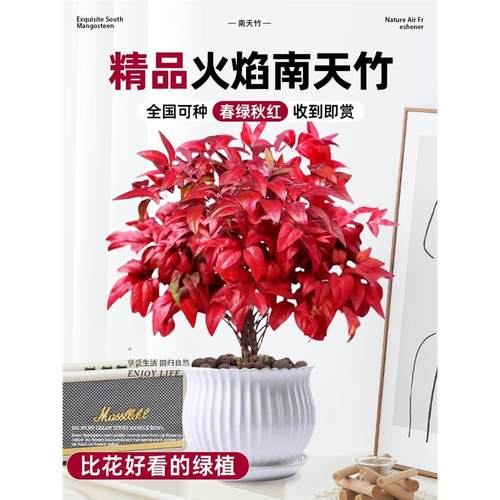 火焰南天竹盆栽冬季耐寒红
