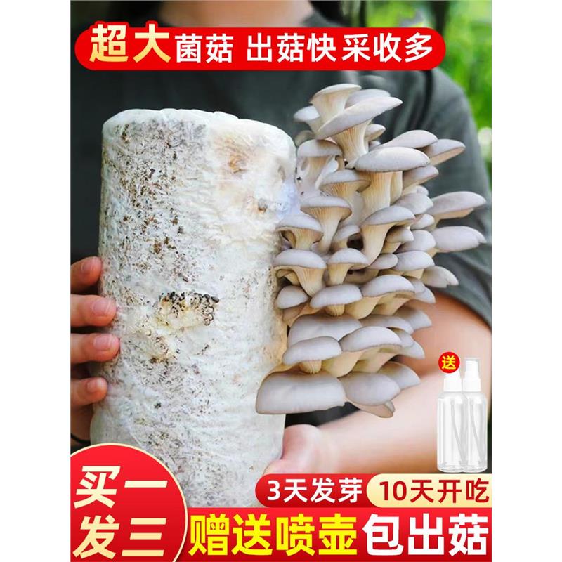 蘑菇种植包新鲜菌黑平可食