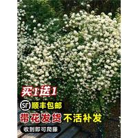 黃木香花苗爬藤植物卉重瓣