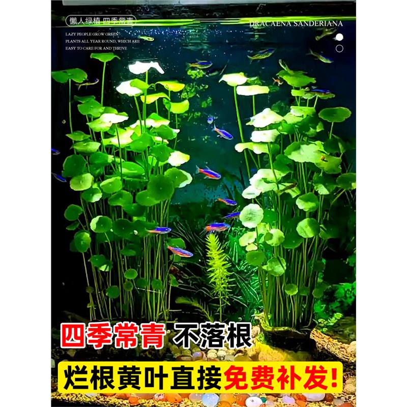 精品大叶铜钱草水培植物和