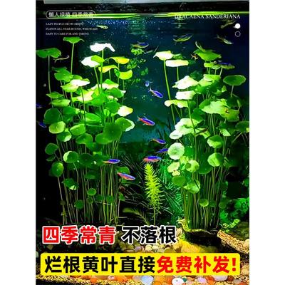 精品大叶铜钱草水培植物和