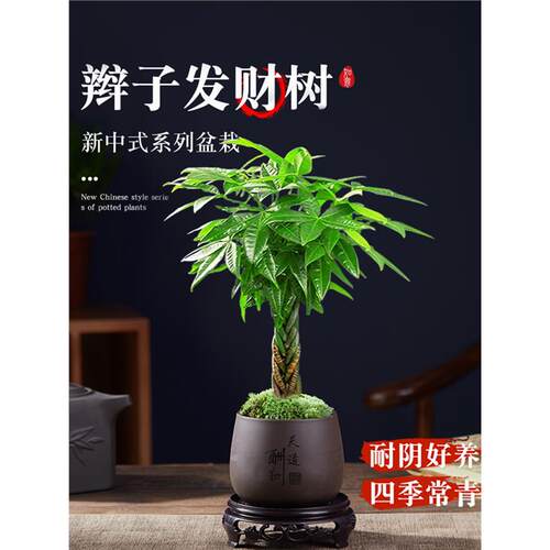 发财树盆栽植物室内花卉绿
