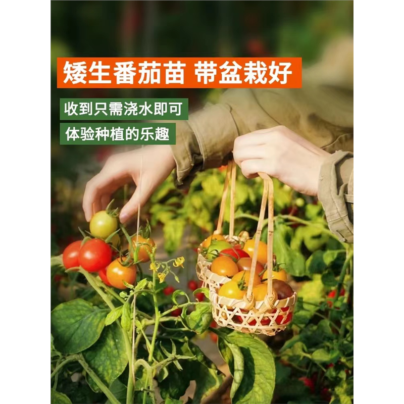 矮生盆栽番茄种子种籽孑小西红柿大全秧苗蔬菜圣女果草莓四季食用